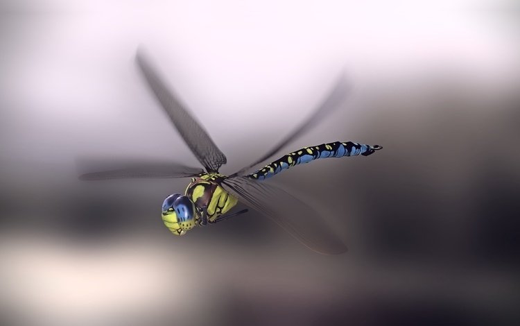 арт, насекомое, фон, крылья, стрекоза, monteillard-damien, art, insect, background, wings, dragonfly
