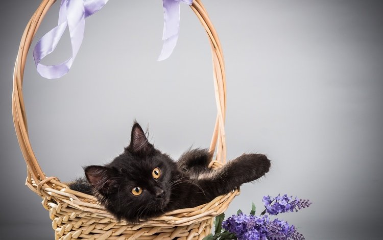 цветы, фон, кот, кошка, корзина, сирень, flowers, background, cat, basket, lilac