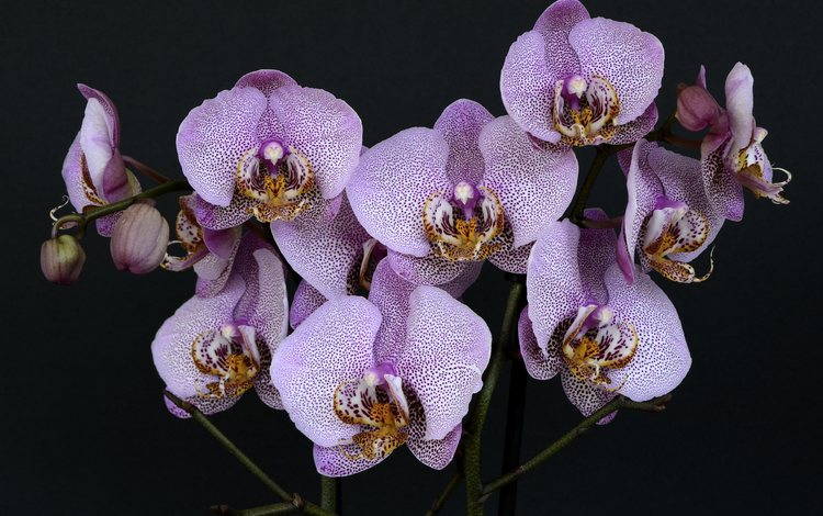 цветы, природа, листья, фиолетовый, черный фон, орхидеи, пурпурные, flowers, nature, leaves, purple, black background, orchids