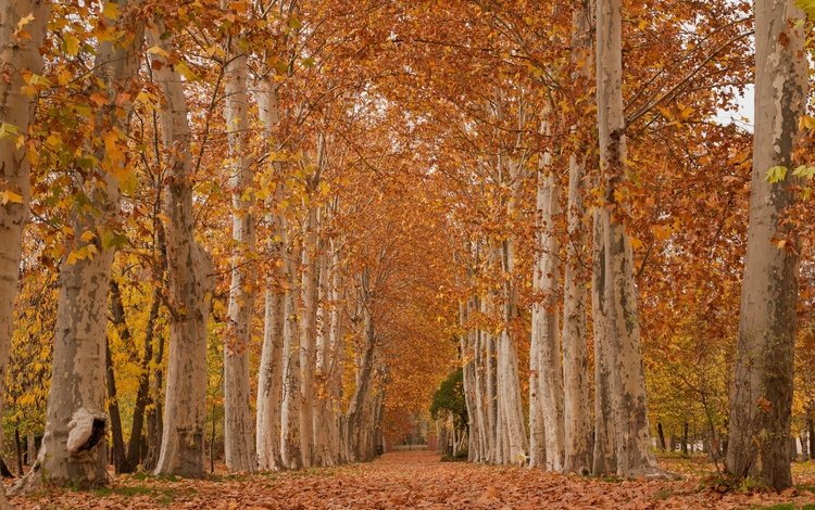 деревья, листья, парк, осень, аллея, платан, trees, leaves, park, autumn, alley, sycamore