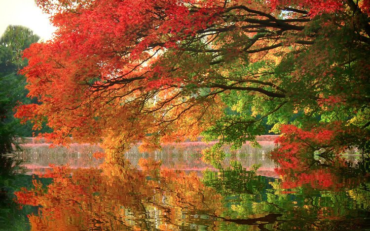 деревья, озеро, отражение, парк, ветви, осень, trees, lake, reflection, park, branch, autumn