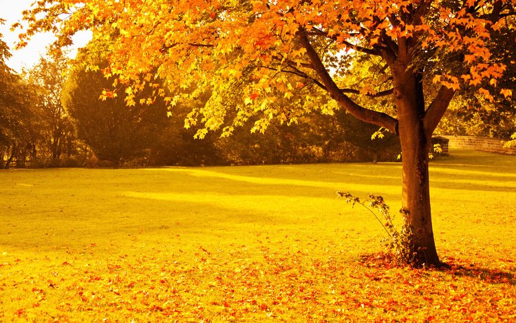 деревья, природа, парк, листва, осень, trees, nature, park, foliage, autumn