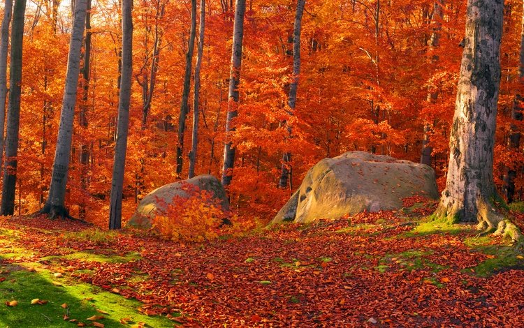 деревья, солнце, камни, лес, листья, осень, мох, trees, the sun, stones, forest, leaves, autumn, moss