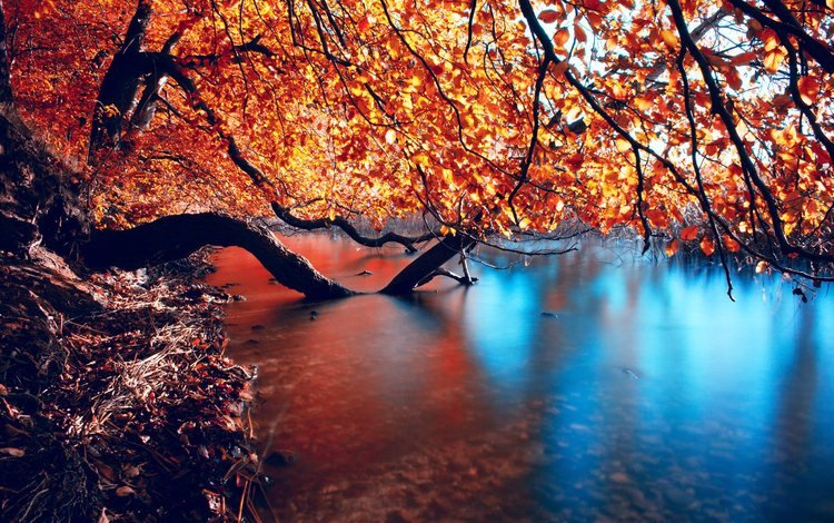 деревья, вода, река, природа, отражение, ветки, осень, trees, water, river, nature, reflection, branches, autumn