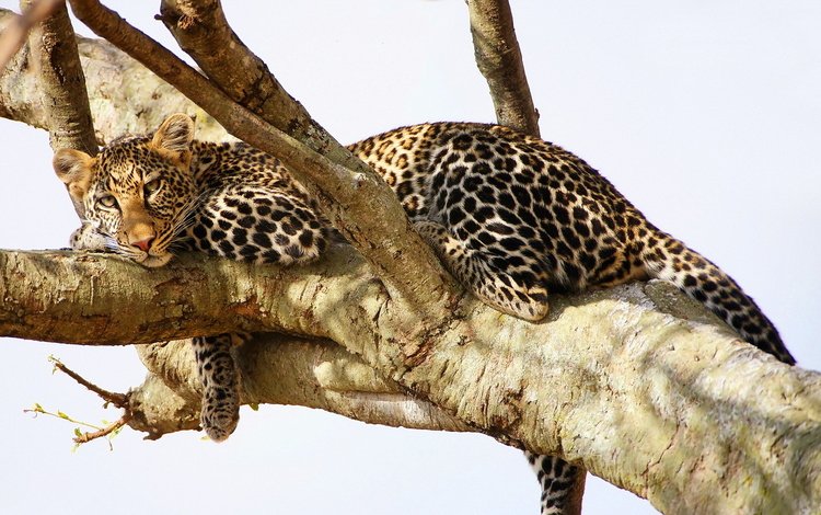 дерево, взгляд, леопард, хищник, отдых, tree, look, leopard, predator, stay