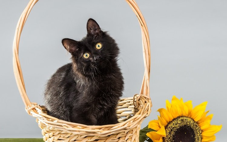 фон, цветок, кот, кошка, подсолнух, корзинка, background, flower, cat, sunflower, basket