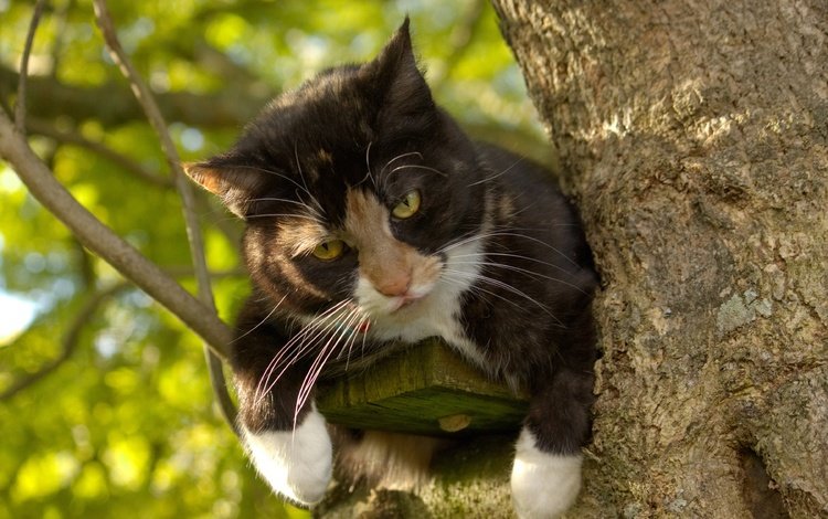 глаза, фон, кот, усы, кошка, взгляд, на дереве, eyes, background, cat, mustache, look, on the tree