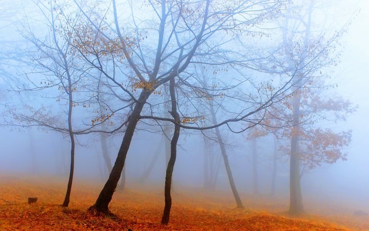 деревья, лес, туман, осень, trees, forest, fog, autumn
