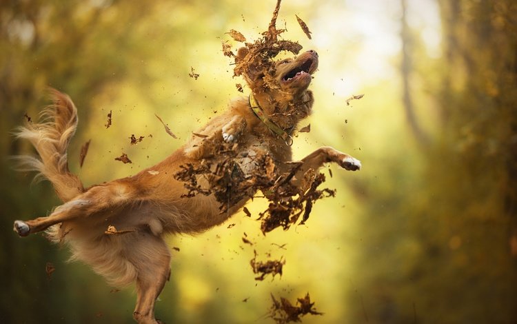 листья, осень, собака, прыжок, золотистый ретривер, dackelpup, filou, leaves, autumn, dog, jump, golden retriever