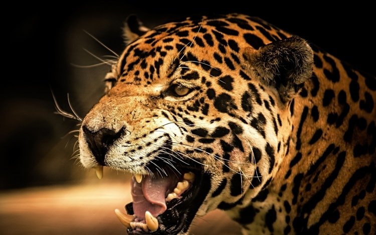 морда, взгляд, леопард, оскал, face, look, leopard, grin