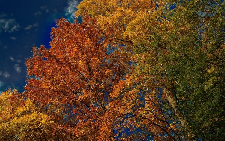 небо, деревья, листья, осень, the sky, trees, leaves, autumn