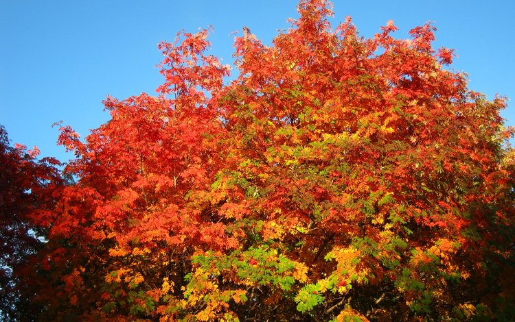 небо, деревья, осень, рябина, the sky, trees, autumn, rowan