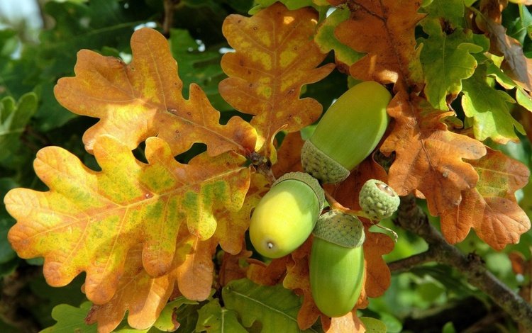 природа, листья, осень, дуб, желудь, дубовый лист, nature, leaves, autumn, oak, acorn