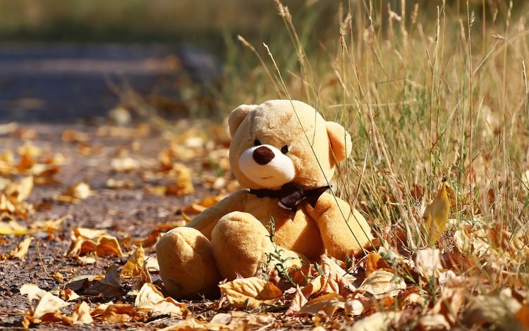 осень, мишка, игрушка, листочки, травка, autumn, bear, toy, leaves, weed