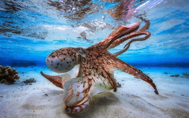 осьминог, под водой, щупальца, подводный мир, спрут, головоногий моллюск, octopus, under water, tentacles, underwater world