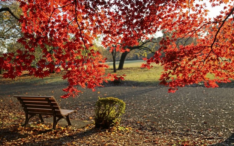 деревья, листья, парк, листва, осень, скамейка, клен, trees, leaves, park, foliage, autumn, bench, maple