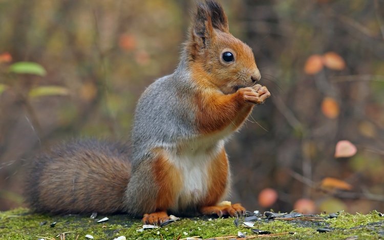 парк, осень, белка, белочка, park, autumn, protein, squirrel