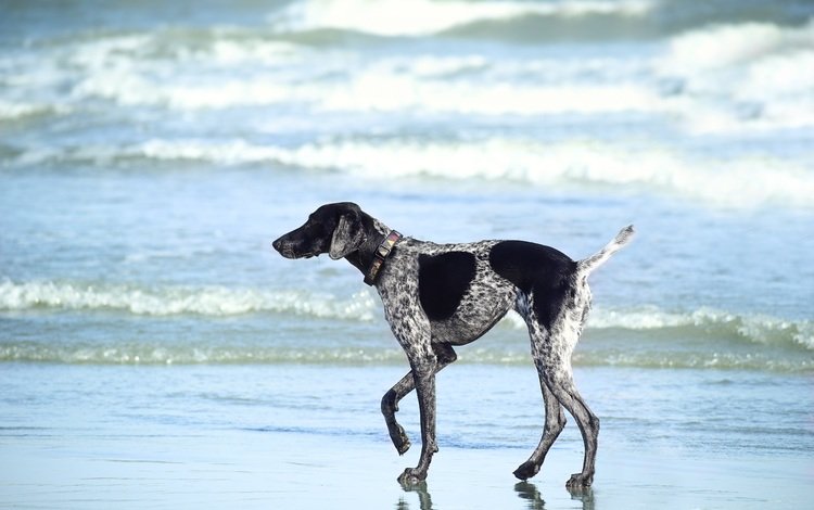 море, пляж, собака, прогулка, курцхаар, sea, beach, dog, walk, shorthaired pointer