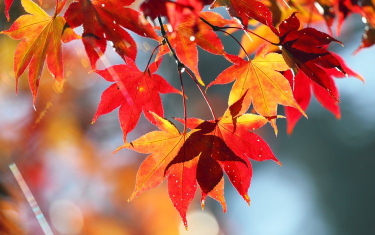 природа, листья, осень, клен, nature, leaves, autumn, maple