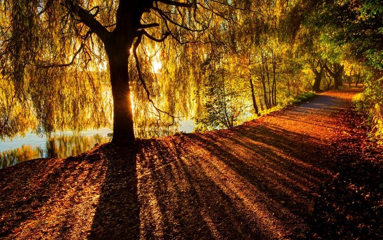река, дерево, лучи, ветви, осень, солнечный свет, river, tree, rays, branch, autumn, sunlight