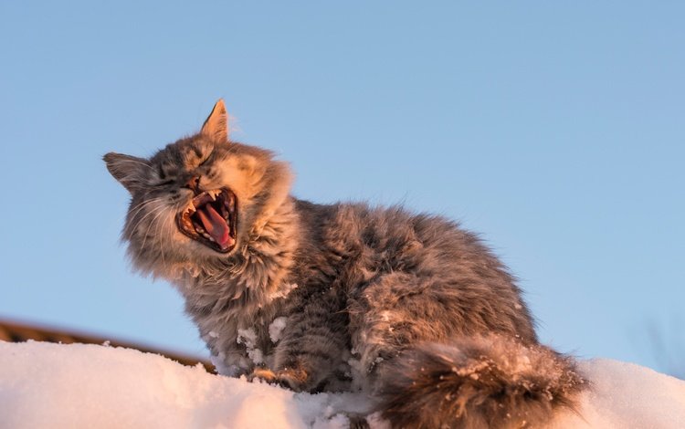 снег, кот, мордочка, кошка, зевает, snow, cat, muzzle, yawns