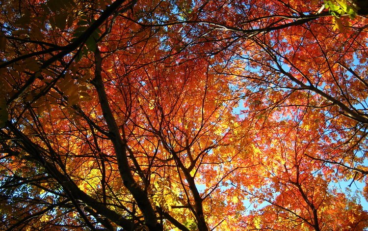 деревья, солнце, листья, осень, рябина, trees, the sun, leaves, autumn, rowan