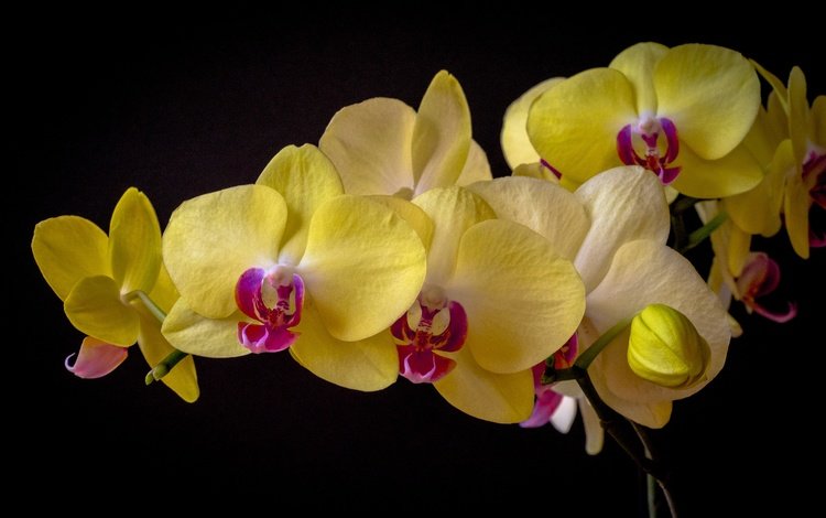цветы, темный фон, орхидея, фаленопсис, flowers, the dark background, orchid, phalaenopsis
