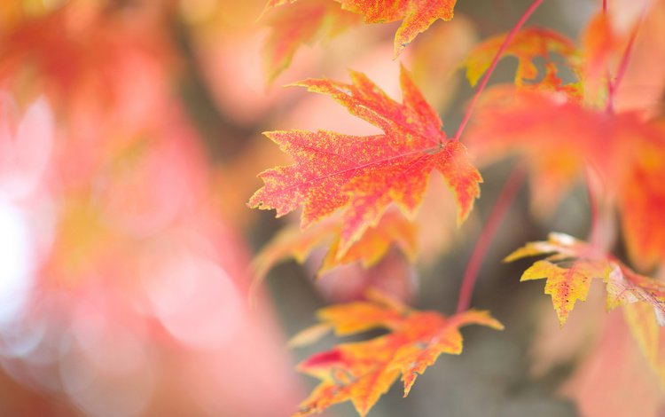 ветка, дерево, листья, фон, осень, красные, кленовые, осенние, branch, tree, leaves, background, autumn, red, maple