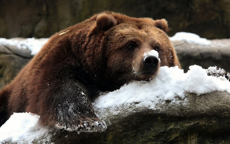 снег, камни, зима, медведь, гризли, snow, stones, winter, bear, grizzly