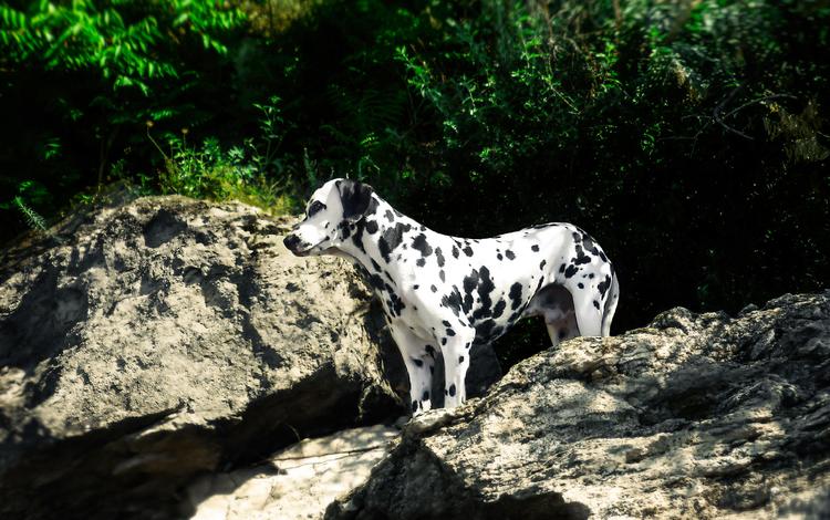 природа, поле, собака, далматин, далматинец, imperium legionis, питомник, nature, field, dog, dalmatian, dalmatians, nursery