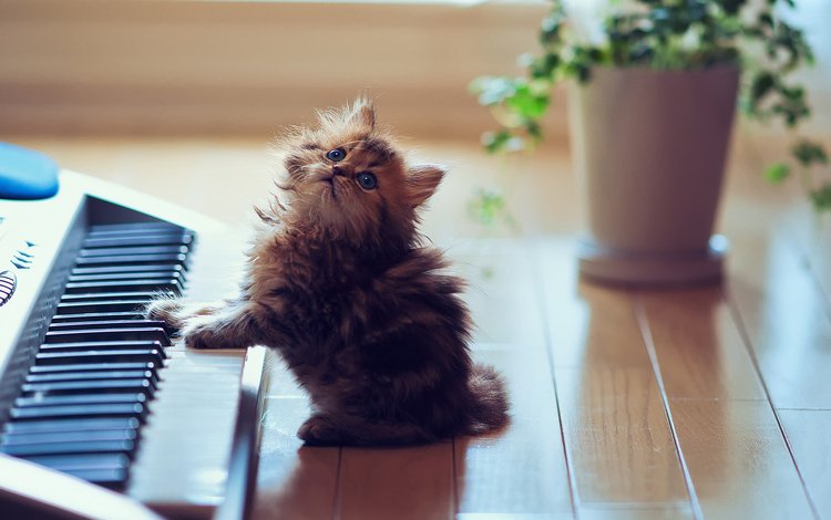 животные, синтезатор, котенок, пушистый, пол, клавиши, ben torode, дейзи, игривый, playful, animals, synth, kitty, fluffy, floor, keys, daisy