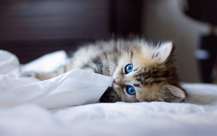 животные, котенок, пушистый, одеяло, голубоглазый, игривый, animals, kitty, fluffy, blanket, blue-eyed, playful