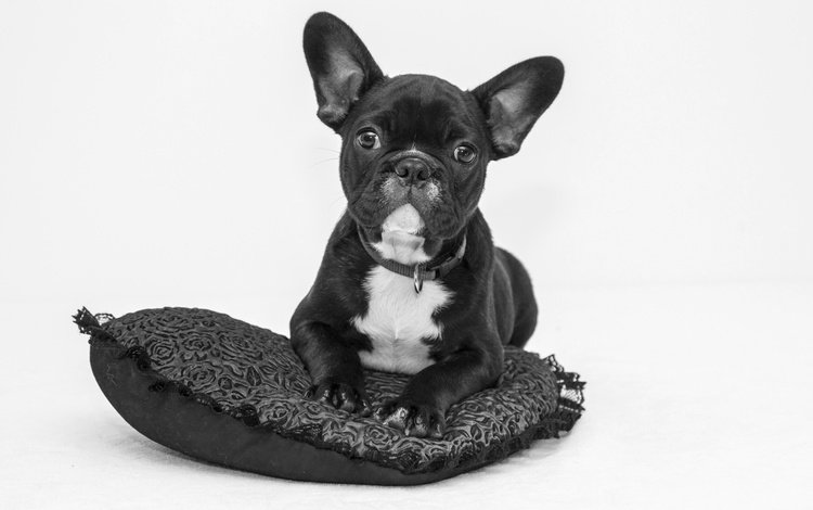 чёрно-белое, собака, щенок, подушка, бульдог, французский бульдог, black and white, dog, puppy, pillow, bulldog, french bulldog