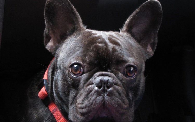 мордочка, взгляд, собака, черный фон, ошейник, бульдог, французский бульдог, muzzle, look, dog, black background, collar, bulldog, french bulldog