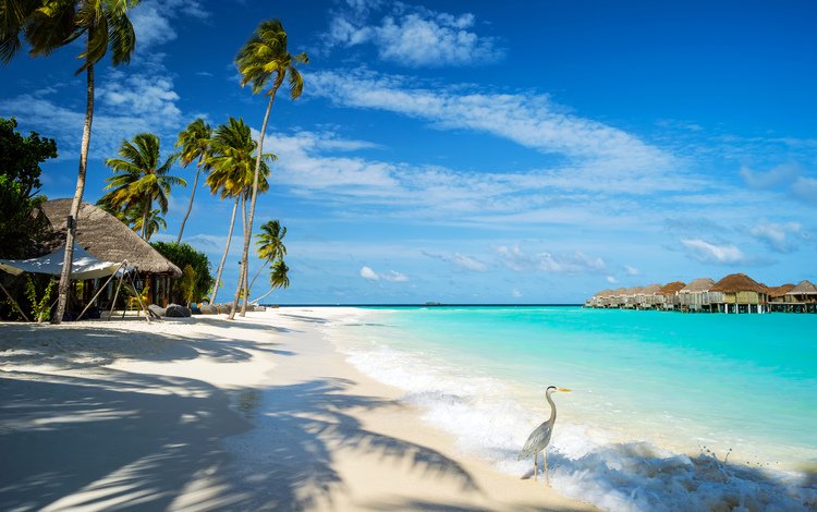 море, пляж, курорт, бунгало, птичка, тропики, мальдивы, sea, beach, resort, bungalow, bird, tropics, the maldives