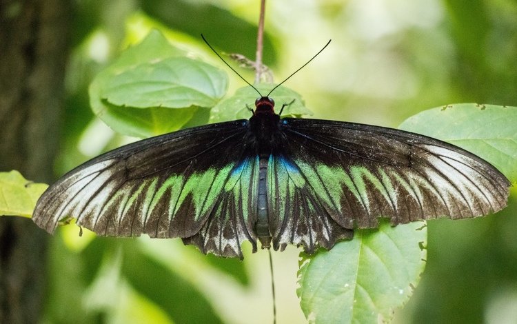 природа, листья, зелёный, насекомое, бабочка, черный, животное, малайзия, nature, leaves, green, insect, butterfly, black, animal, malaysia