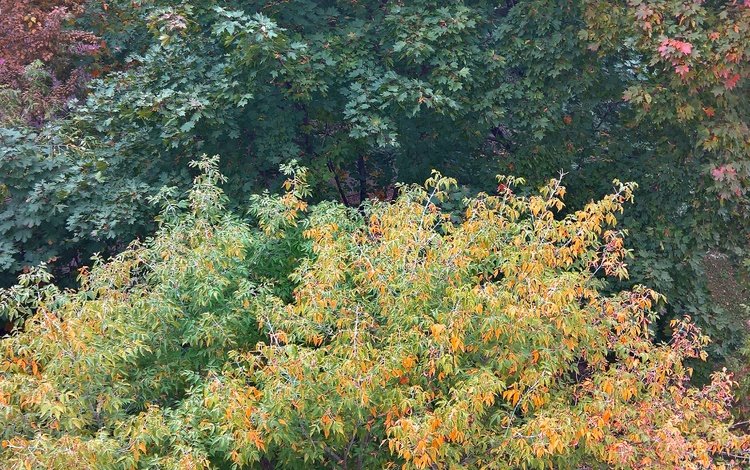 деревья, лес, листья, ветки, осень, цвета осени, trees, forest, leaves, branches, autumn, fall colors