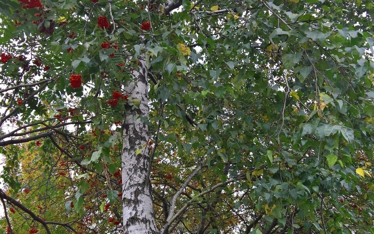 настроение, парк, осень, лист, ягоды, береза, рябина, mood, park, autumn, sheet, berries, birch, rowan