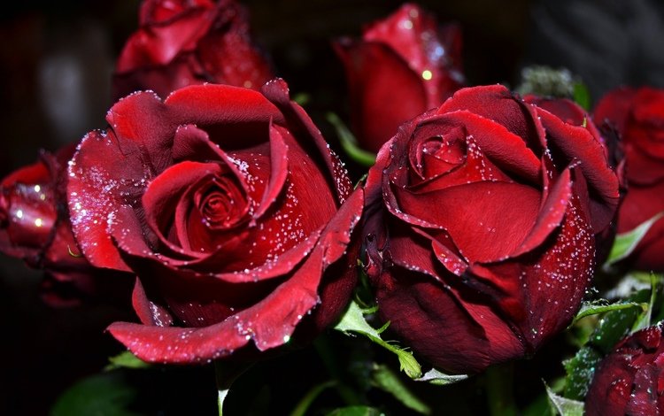 цветы, розы, бордовые, flowers, roses, burgundy