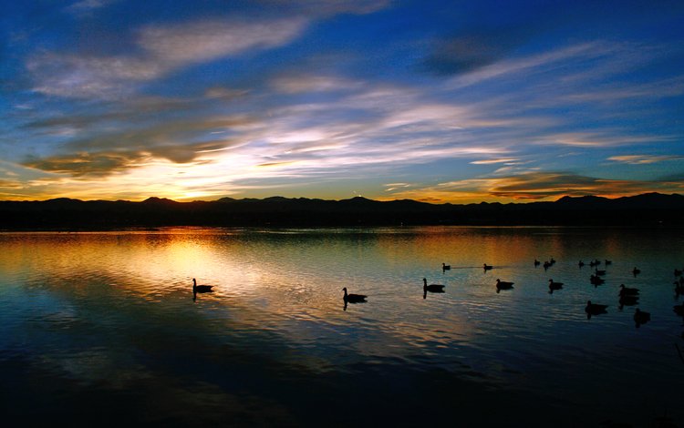 озеро, закат, утки, lake, sunset, duck