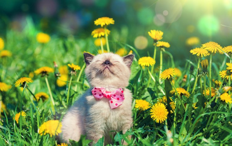 цветы, кот, мордочка, усы, кошка, бабочка, котенок, одуванчики, flowers, cat, muzzle, mustache, butterfly, kitty, dandelions