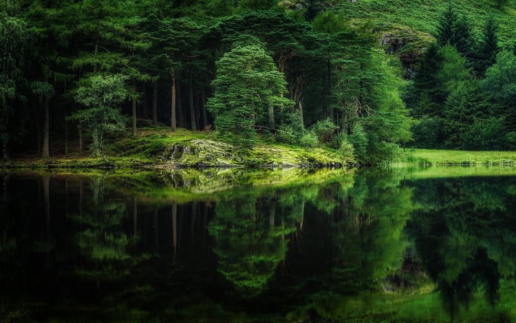 деревья, река, природа, лес, отражение, trees, river, nature, forest, reflection