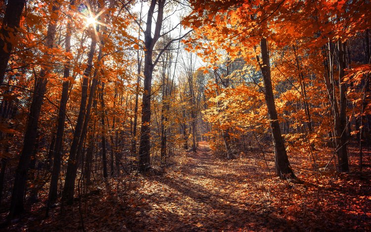 деревья, природа, лес, листья, осень, канада, онтарио, dustin abbott, trees, nature, forest, leaves, autumn, canada, ontario