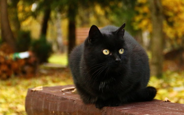 кот, мордочка, усы, шерсть, кошка, взгляд, черный, cat, muzzle, mustache, wool, look, black