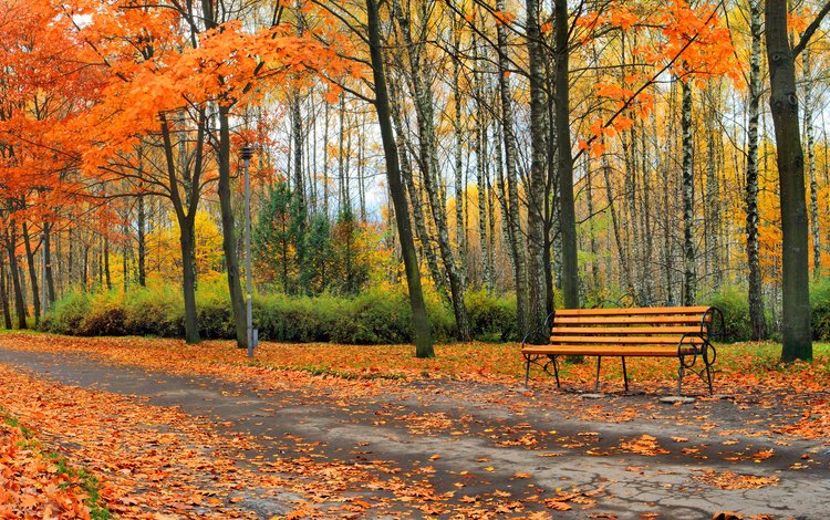 деревья, природа, листья, парк, осень, скамейка, аллея, скамья. пейзаж, trees, nature, leaves, park, autumn, bench, alley, bench. landscape