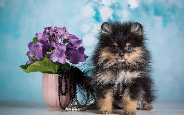 цветы, фон, собака, щенок, бусы, ваза, шпиц, flowers, background, dog, puppy, beads, vase, spitz