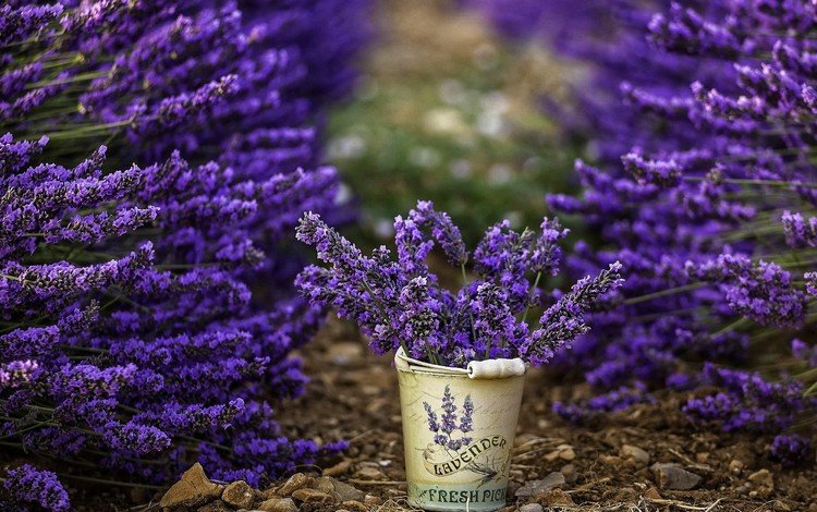 цветы, лаванда, ведерко, flowers, lavender, bucket