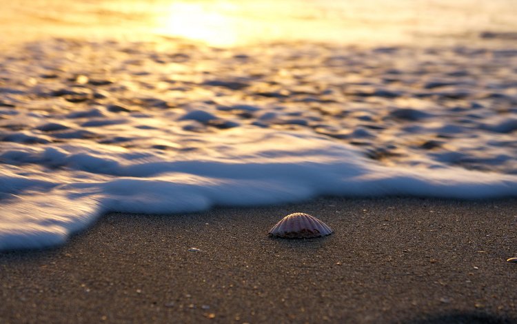 пейзаж, море, песок, пляж, ракушка, landscape, sea, sand, beach, shell