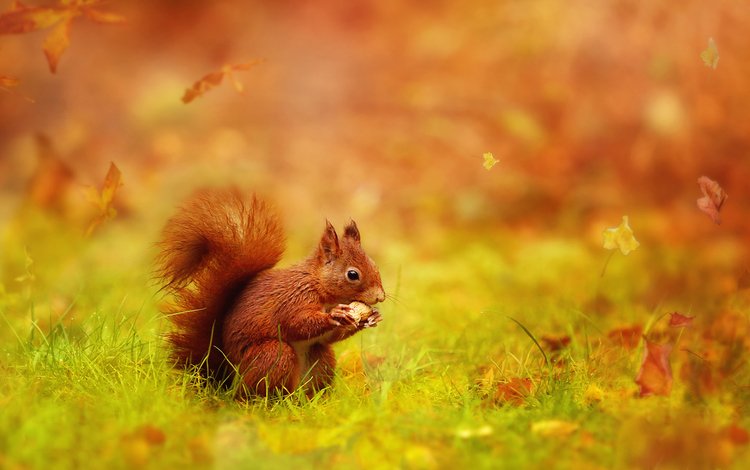 осень, белка, белочка, autumn, protein, squirrel