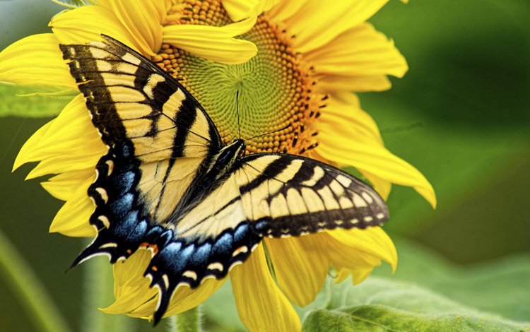 макро, насекомое, цветок, лепестки, бабочка, крылья, подсолнух, macro, insect, flower, petals, butterfly, wings, sunflower